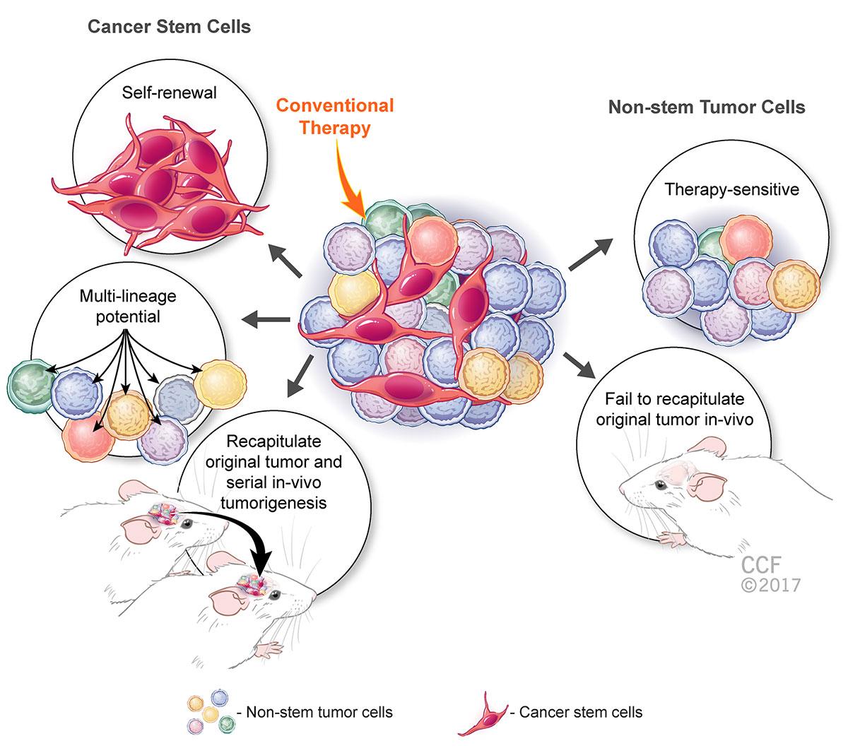 Cancer Stem Cells (CSCs) | Tumor Initiating Cells (TICs)