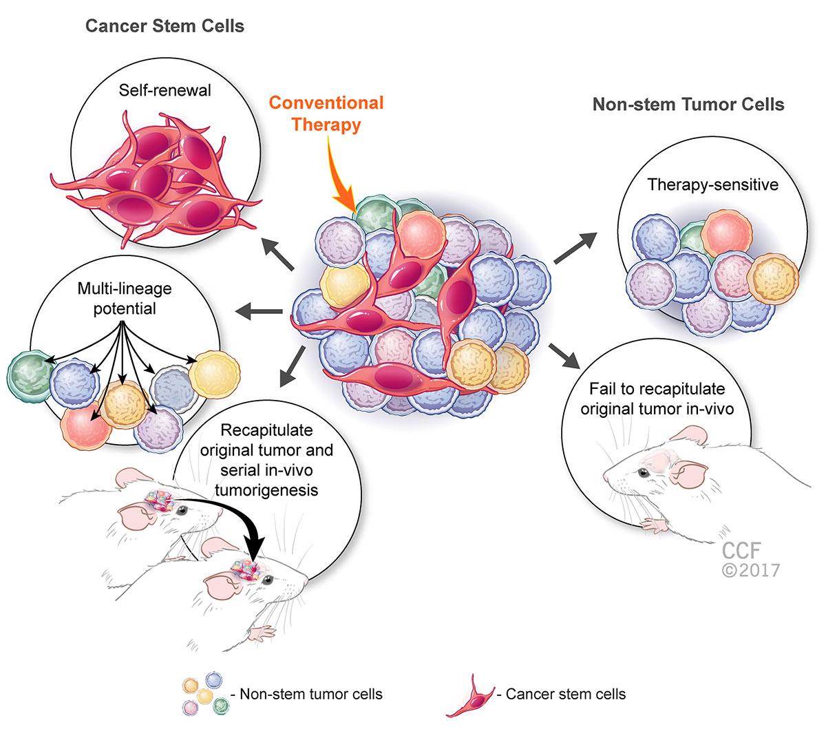 LAU School of Pharmacy Targeting Cancer StemCell